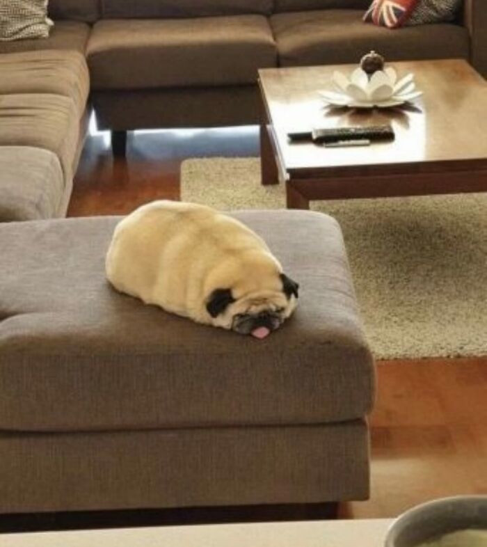 50 Times This Page Showcased Adorable Chonky Pets And Wildlife