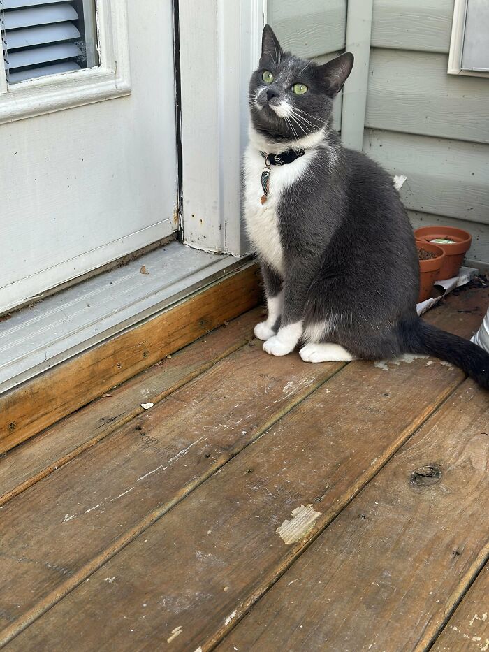 30 Heart-Melting Stories Which Prove That The Cat Chooses Its Parent, Not The Other Way Round 30 Heart-Melting Stories Which Prove That The Cat Chooses Its Parent, Not The Other Way Round