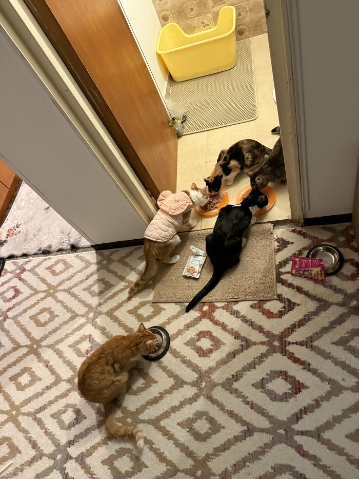 30 Heart-Melting Stories Which Prove That The Cat Chooses Its Parent, Not The Other Way Round 30 Heart-Melting Stories Which Prove That The Cat Chooses Its Parent, Not The Other Way Round