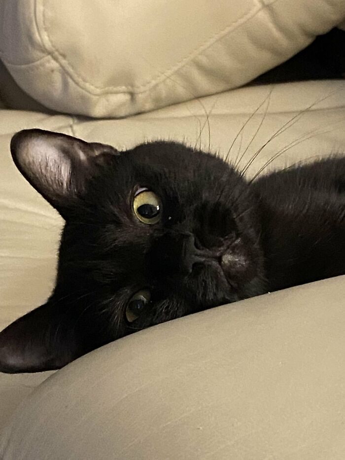 30 Heart-Melting Stories Which Prove That The Cat Chooses Its Parent, Not The Other Way Round 30 Heart-Melting Stories Which Prove That The Cat Chooses Its Parent, Not The Other Way Round