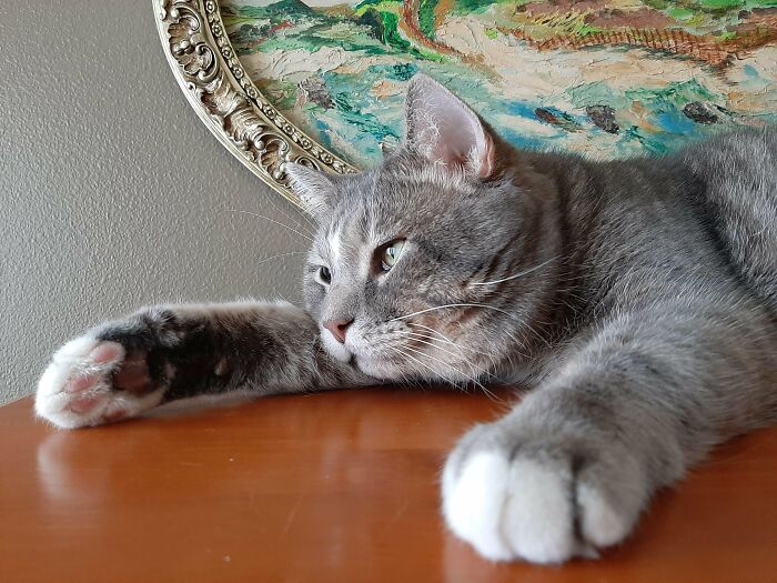 30 Heart-Melting Stories Which Prove That The Cat Chooses Its Parent, Not The Other Way Round 30 Heart-Melting Stories Which Prove That The Cat Chooses Its Parent, Not The Other Way Round