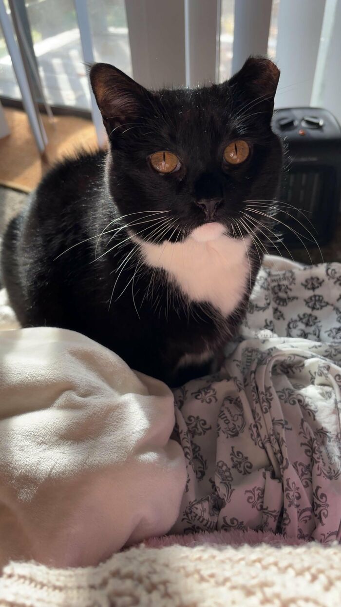 30 Heart-Melting Stories Which Prove That The Cat Chooses Its Parent, Not The Other Way Round 30 Heart-Melting Stories Which Prove That The Cat Chooses Its Parent, Not The Other Way Round