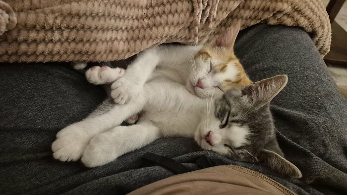 30 Heart-Melting Stories Which Prove That The Cat Chooses Its Parent, Not The Other Way Round 30 Heart-Melting Stories Which Prove That The Cat Chooses Its Parent, Not The Other Way Round