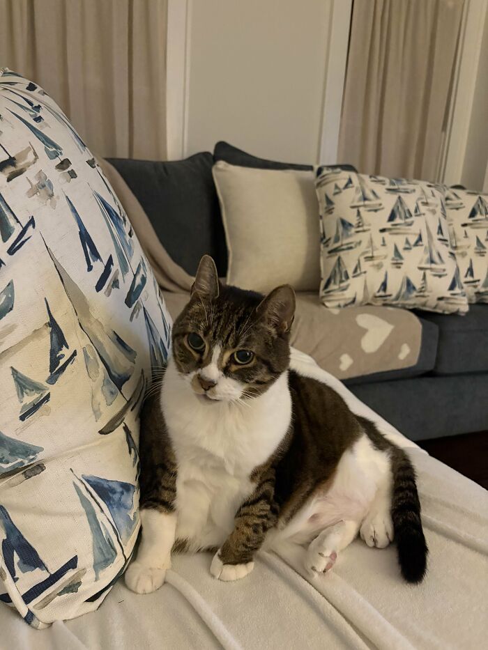 30 Heart-Melting Stories Which Prove That The Cat Chooses Its Parent, Not The Other Way Round 30 Heart-Melting Stories Which Prove That The Cat Chooses Its Parent, Not The Other Way Round