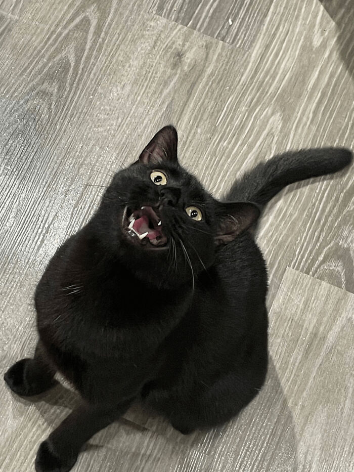 30 Heart-Melting Stories Which Prove That The Cat Chooses Its Parent, Not The Other Way Round 30 Heart-Melting Stories Which Prove That The Cat Chooses Its Parent, Not The Other Way Round