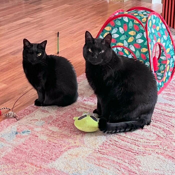 30 Heart-Melting Stories Which Prove That The Cat Chooses Its Parent, Not The Other Way Round 30 Heart-Melting Stories Which Prove That The Cat Chooses Its Parent, Not The Other Way Round