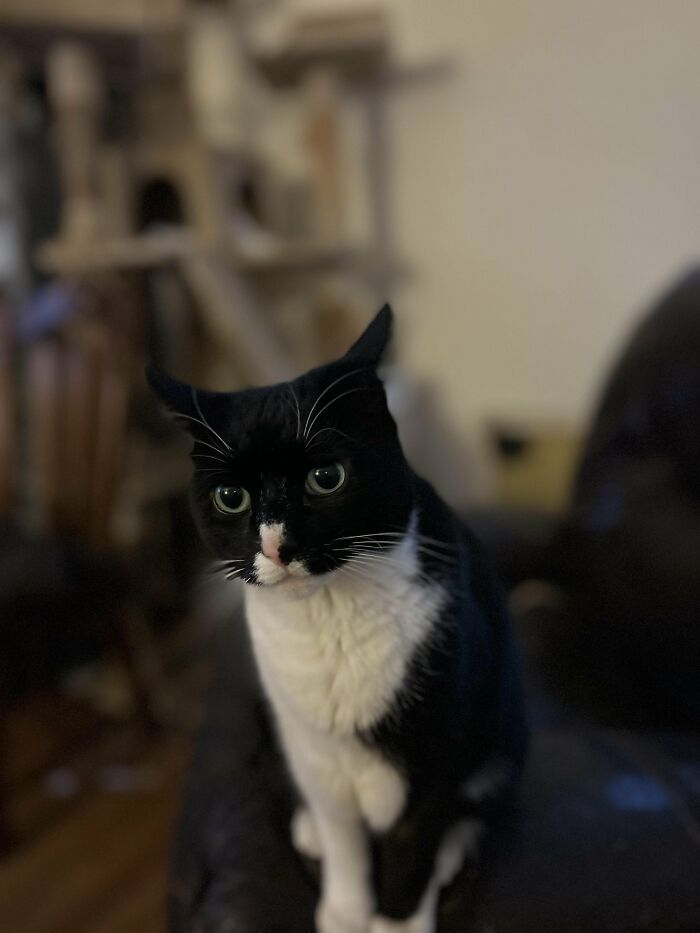 30 Heart-Melting Stories Which Prove That The Cat Chooses Its Parent, Not The Other Way Round 30 Heart-Melting Stories Which Prove That The Cat Chooses Its Parent, Not The Other Way Round