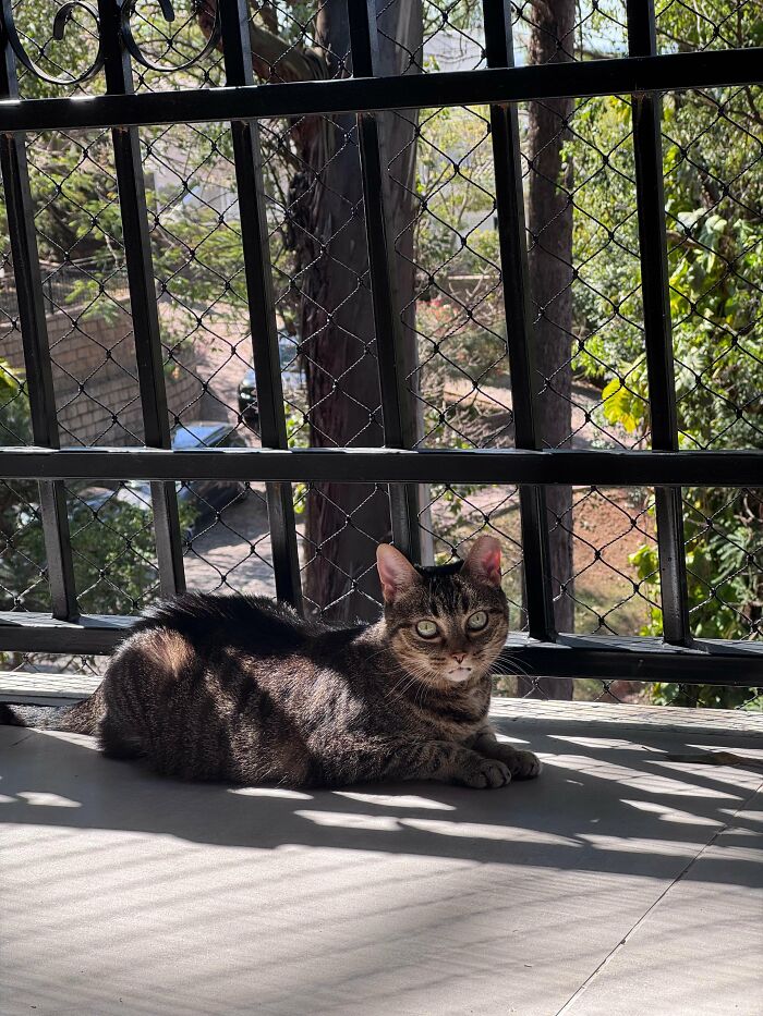 30 Heart-Melting Stories Which Prove That The Cat Chooses Its Parent, Not The Other Way Round 30 Heart-Melting Stories Which Prove That The Cat Chooses Its Parent, Not The Other Way Round