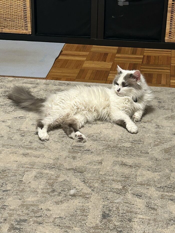 30 Heart-Melting Stories Which Prove That The Cat Chooses Its Parent, Not The Other Way Round 30 Heart-Melting Stories Which Prove That The Cat Chooses Its Parent, Not The Other Way Round