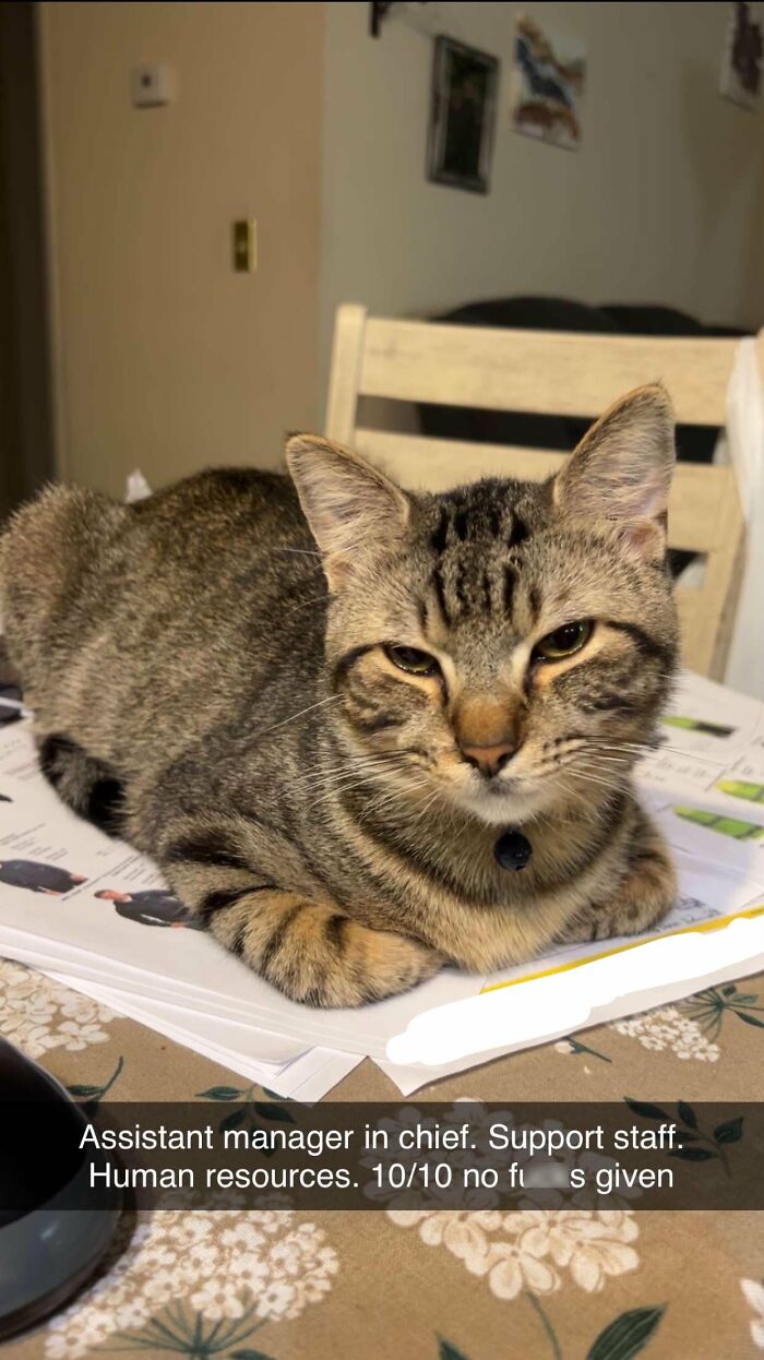 30 Heart-Melting Stories Which Prove That The Cat Chooses Its Parent, Not The Other Way Round 30 Heart-Melting Stories Which Prove That The Cat Chooses Its Parent, Not The Other Way Round