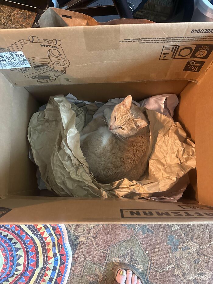 30 Heart-Melting Stories Which Prove That The Cat Chooses Its Parent, Not The Other Way Round 30 Heart-Melting Stories Which Prove That The Cat Chooses Its Parent, Not The Other Way Round