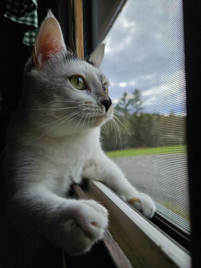 30 Heart-Melting Stories Which Prove That The Cat Chooses Its Parent, Not The Other Way Round 30 Heart-Melting Stories Which Prove That The Cat Chooses Its Parent, Not The Other Way Round