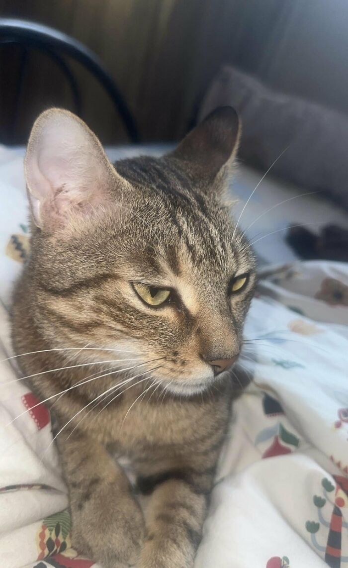 30 Heart-Melting Stories Which Prove That The Cat Chooses Its Parent, Not The Other Way Round 30 Heart-Melting Stories Which Prove That The Cat Chooses Its Parent, Not The Other Way Round