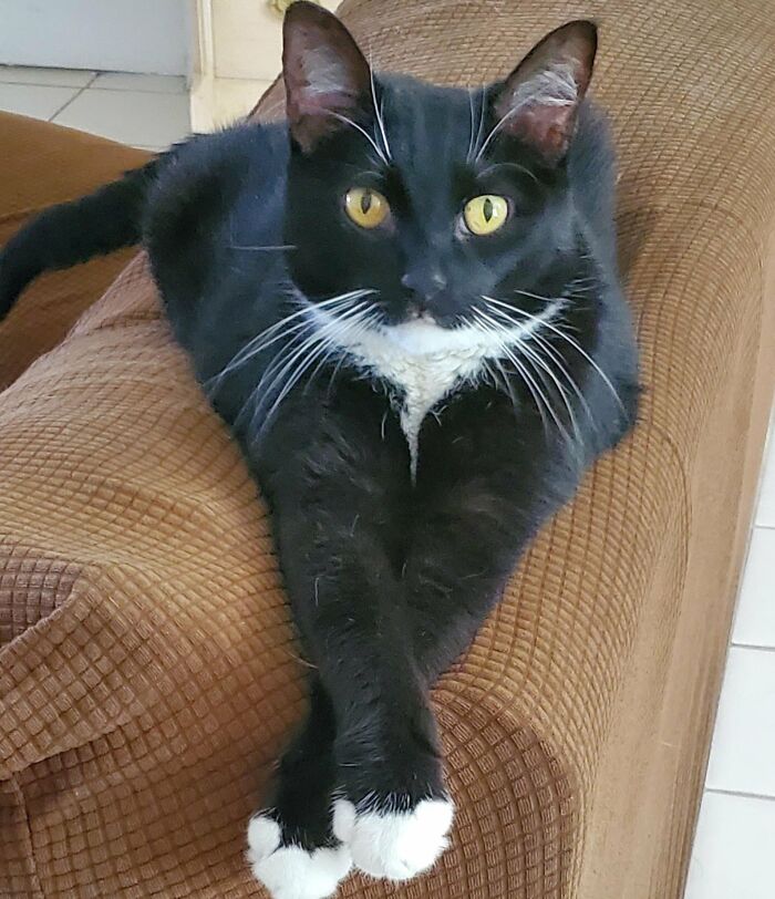 30 Heart-Melting Stories Which Prove That The Cat Chooses Its Parent, Not The Other Way Round 30 Heart-Melting Stories Which Prove That The Cat Chooses Its Parent, Not The Other Way Round