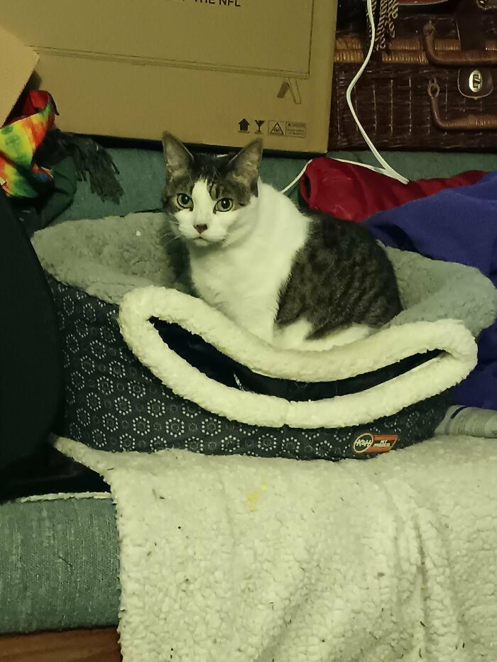 30 Heart-Melting Stories Which Prove That The Cat Chooses Its Parent, Not The Other Way Round 30 Heart-Melting Stories Which Prove That The Cat Chooses Its Parent, Not The Other Way Round