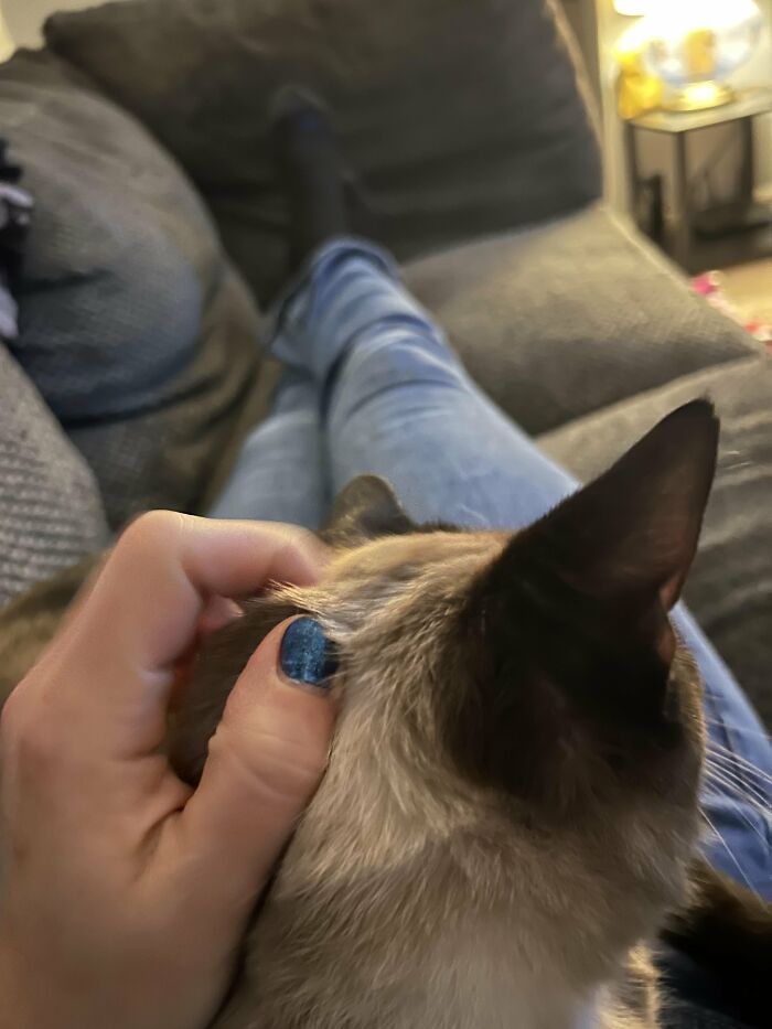 30 Heart-Melting Stories Which Prove That The Cat Chooses Its Parent, Not The Other Way Round 30 Heart-Melting Stories Which Prove That The Cat Chooses Its Parent, Not The Other Way Round