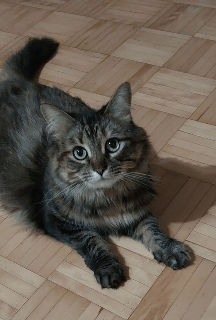 30 Heart-Melting Stories Which Prove That The Cat Chooses Its Parent, Not The Other Way Round 30 Heart-Melting Stories Which Prove That The Cat Chooses Its Parent, Not The Other Way Round