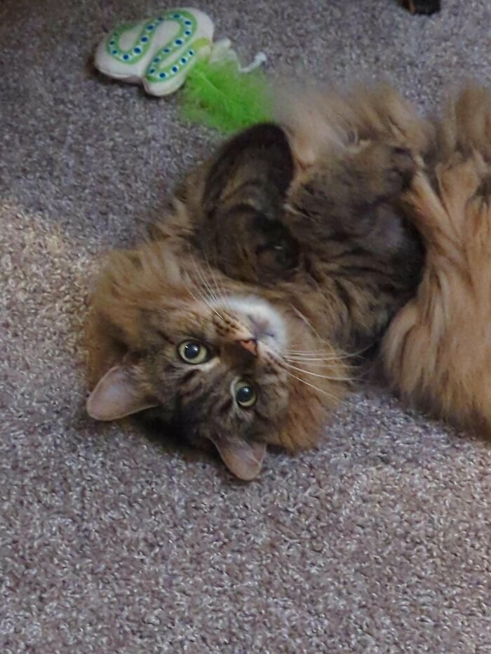 30 Heart-Melting Stories Which Prove That The Cat Chooses Its Parent, Not The Other Way Round 30 Heart-Melting Stories Which Prove That The Cat Chooses Its Parent, Not The Other Way Round