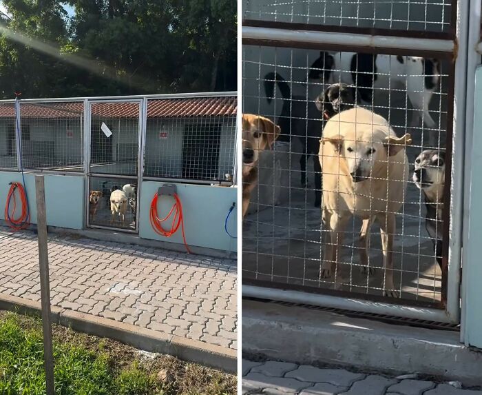This Senior Dog Spent Years In A Shelter Until One Post Helped Him Find A Family