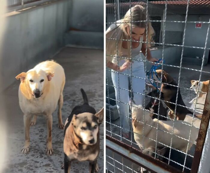 This Senior Dog Spent Years In A Shelter Until One Post Helped Him Find A Family