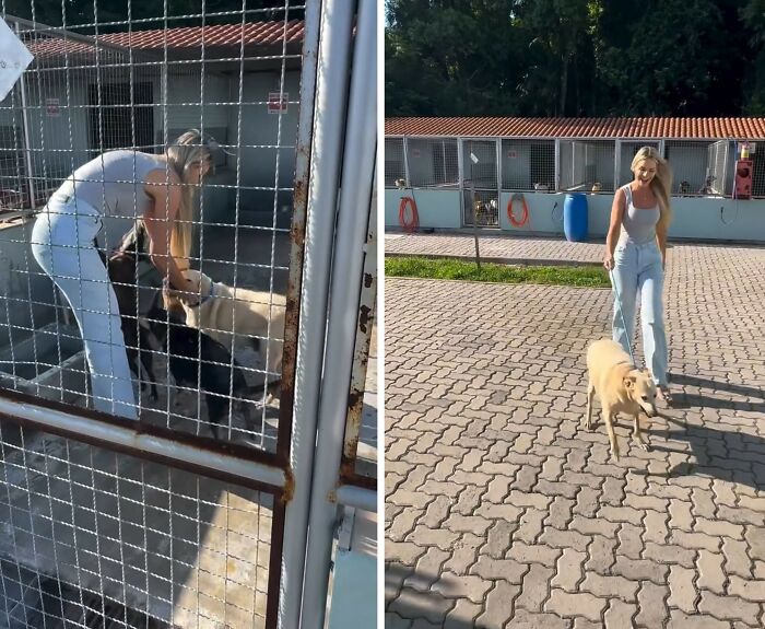 This Senior Dog Spent Years In A Shelter Until One Post Helped Him Find A Family