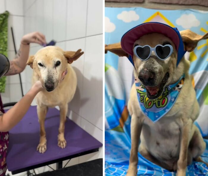 This Senior Dog Spent Years In A Shelter Until One Post Helped Him Find A Family
