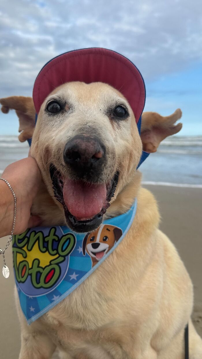 This Senior Dog Spent Years In A Shelter Until One Post Helped Him Find A Family