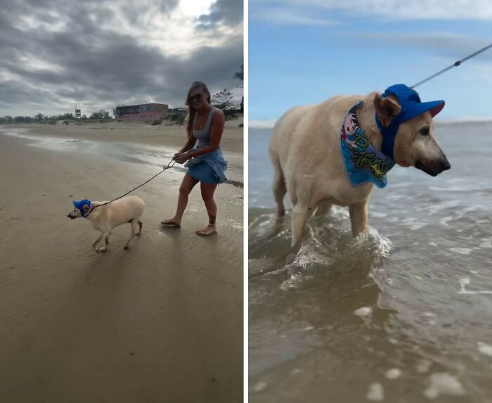 This Senior Dog Spent Years In A Shelter Until One Post Helped Him Find A Family