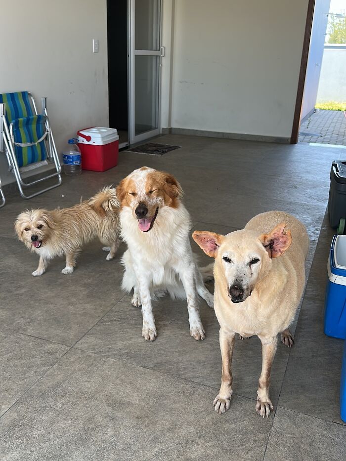 This Senior Dog Spent Years In A Shelter Until One Post Helped Him Find A Family