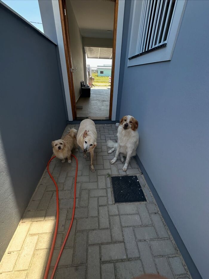 This Senior Dog Spent Years In A Shelter Until One Post Helped Him Find A Family