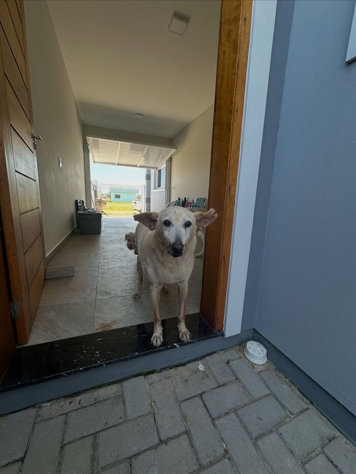This Senior Dog Spent Years In A Shelter Until One Post Helped Him Find A Family