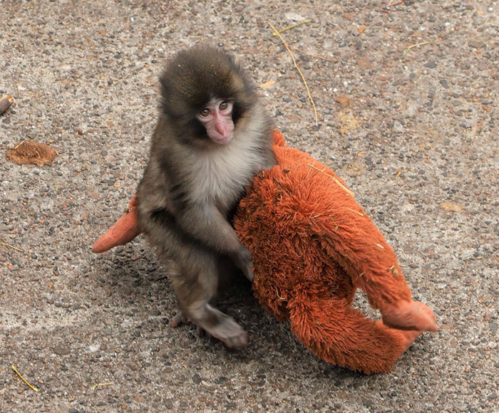 Heartbreaking Video Of Baby Monkey With Stuffed Toy Goes Viral After He Was Abandoned By His Mom