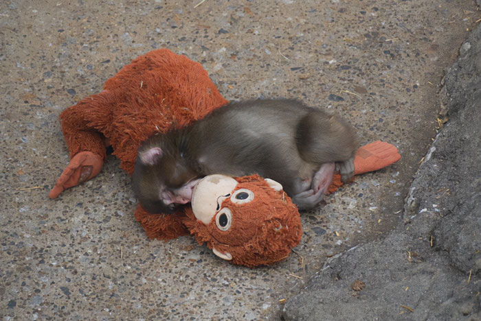 Heartbreaking Video Of Baby Monkey With Stuffed Toy Goes Viral After He Was Abandoned By His Mom