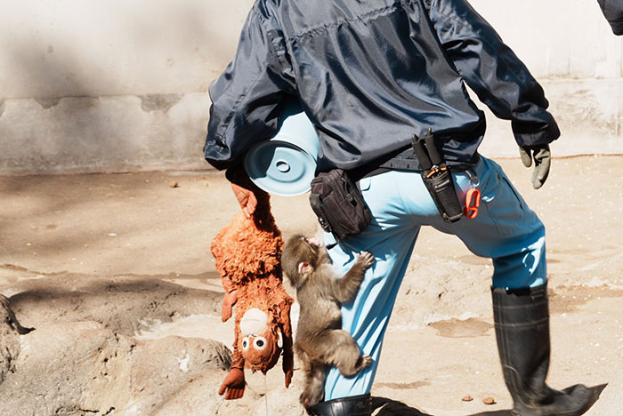Heartbreaking Video Of Baby Monkey With Stuffed Toy Goes Viral After He Was Abandoned By His Mom