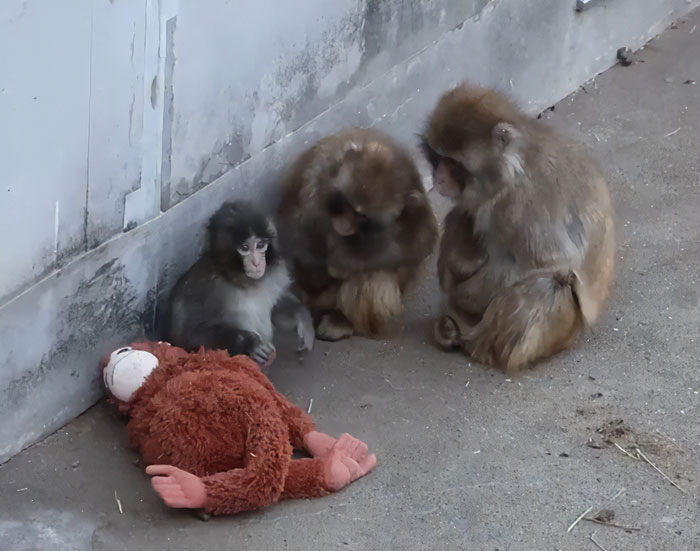 Heartbreaking Video Of Baby Monkey With Stuffed Toy Goes Viral After He Was Abandoned By His Mom
