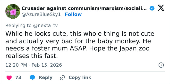 Heartbreaking Video Of Baby Monkey With Stuffed Toy Goes Viral After He Was Abandoned By His Mom