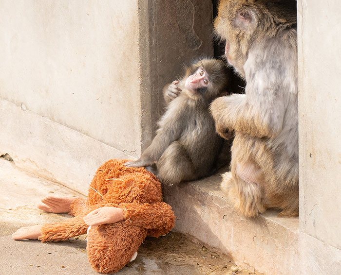 Heartbreaking Video Of Baby Monkey With Stuffed Toy Goes Viral After He Was Abandoned By His Mom
