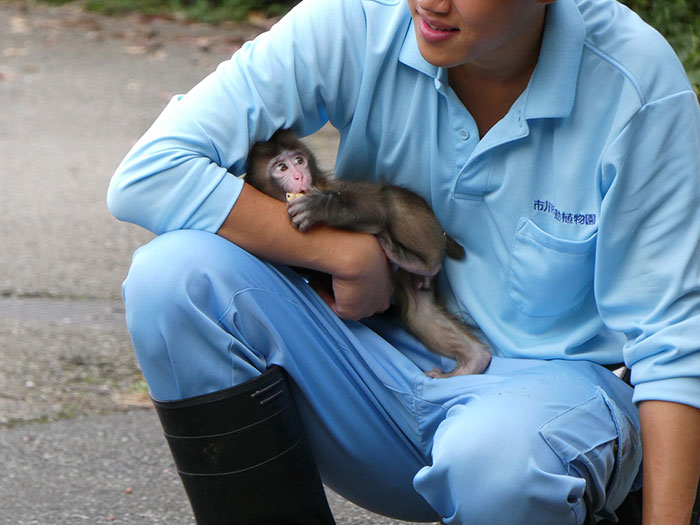 Heartbreaking Video Of Baby Monkey With Stuffed Toy Goes Viral After He Was Abandoned By His Mom