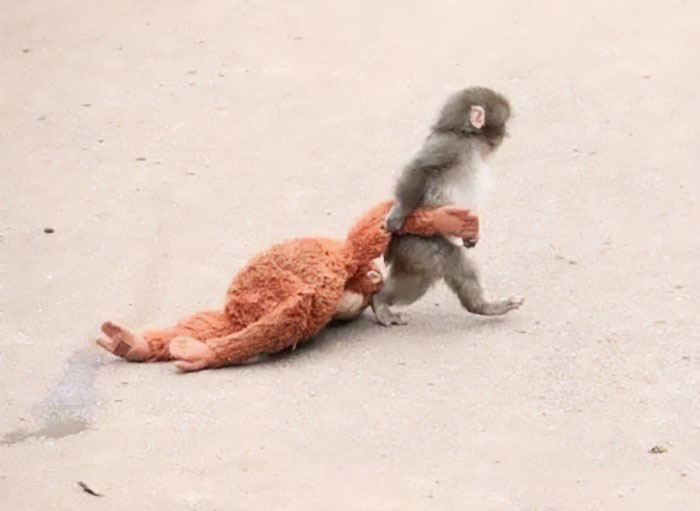 Heartbreaking Video Of Baby Monkey With Stuffed Toy Goes Viral After He Was Abandoned By His Mom