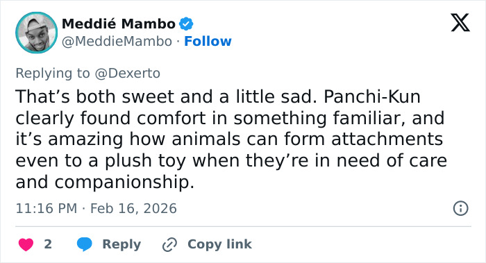 Heartbreaking Video Of Baby Monkey With Stuffed Toy Goes Viral After He Was Abandoned By His Mom