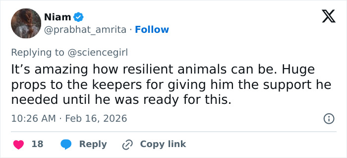 Heartbreaking Video Of Baby Monkey With Stuffed Toy Goes Viral After He Was Abandoned By His Mom