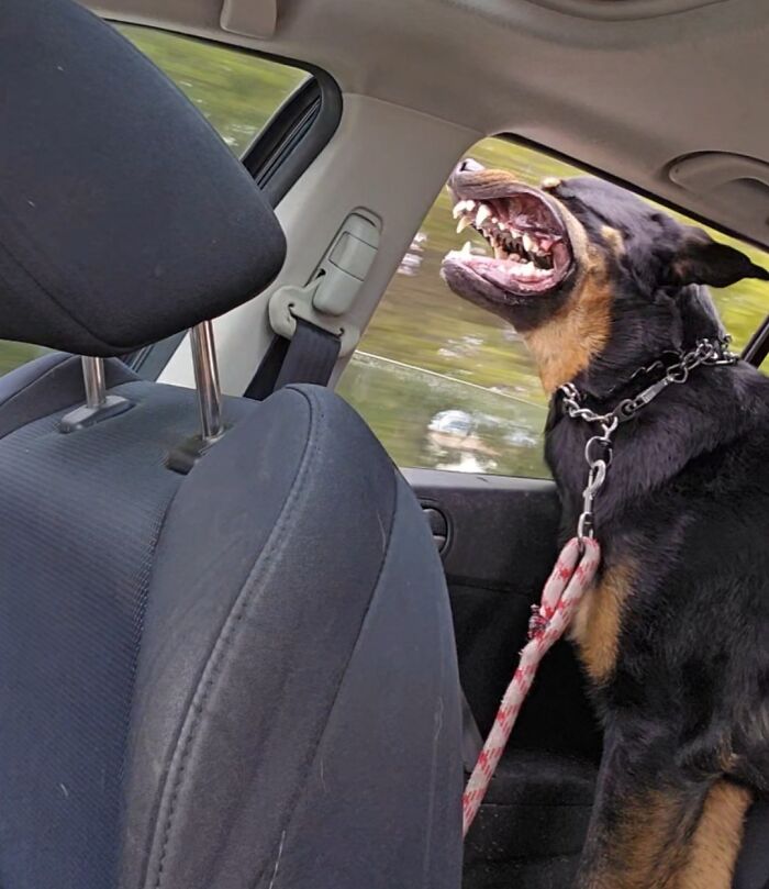 103 Horribly Unphotogenic Animals That Might Make You Laugh Way Harder Than You Should (New Pics)