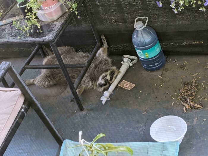 103 Horribly Unphotogenic Animals That Might Make You Laugh Way Harder Than You Should (New Pics)