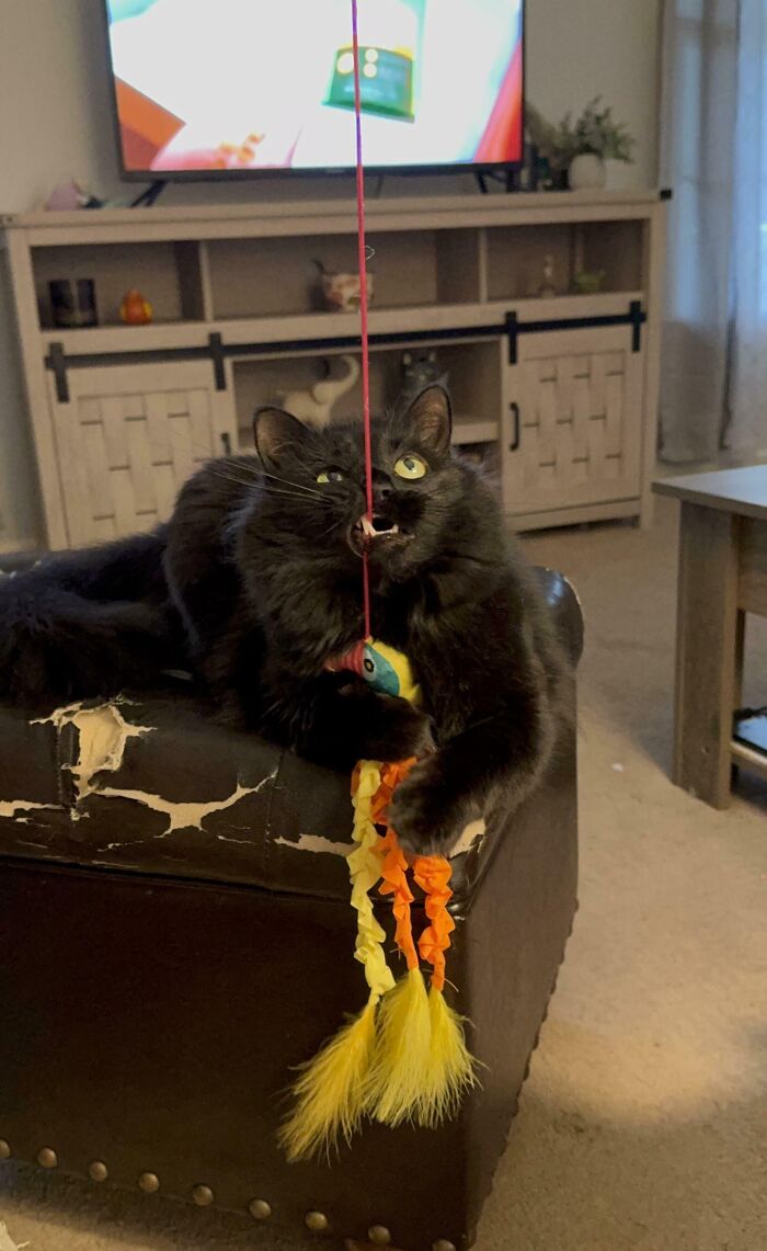 103 Horribly Unphotogenic Animals That Might Make You Laugh Way Harder Than You Should (New Pics)