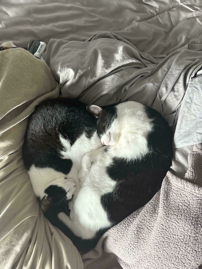 103 Horribly Unphotogenic Animals That Might Make You Laugh Way Harder Than You Should (New Pics)