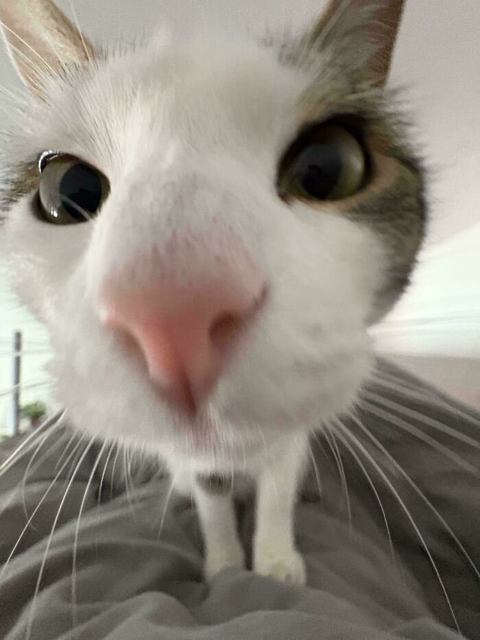 103 Horribly Unphotogenic Animals That Might Make You Laugh Way Harder Than You Should (New Pics)