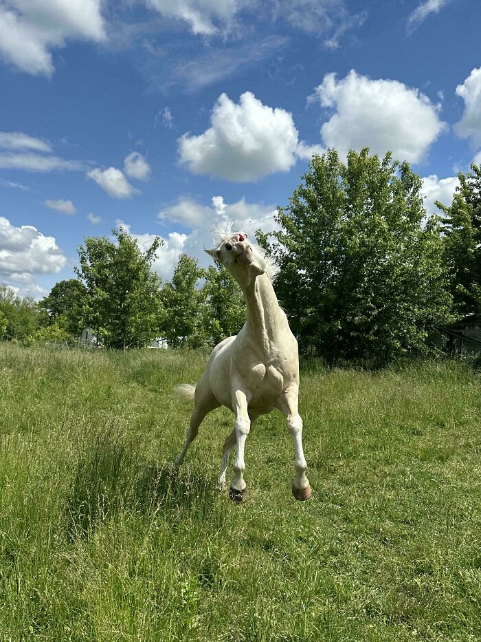 103 Horribly Unphotogenic Animals That Might Make You Laugh Way Harder Than You Should (New Pics)