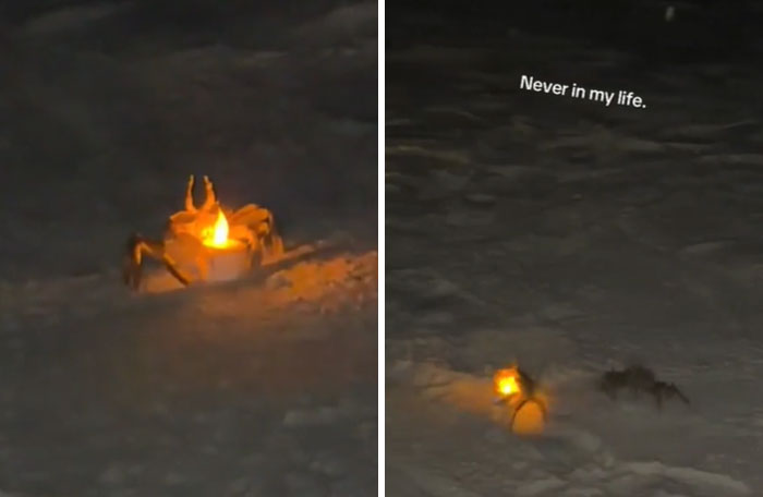 103 Horribly Unphotogenic Animals That Might Make You Laugh Way Harder Than You Should (New Pics)