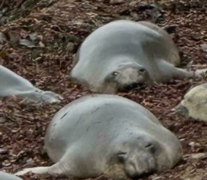 103 Horribly Unphotogenic Animals That Might Make You Laugh Way Harder Than You Should (New Pics)