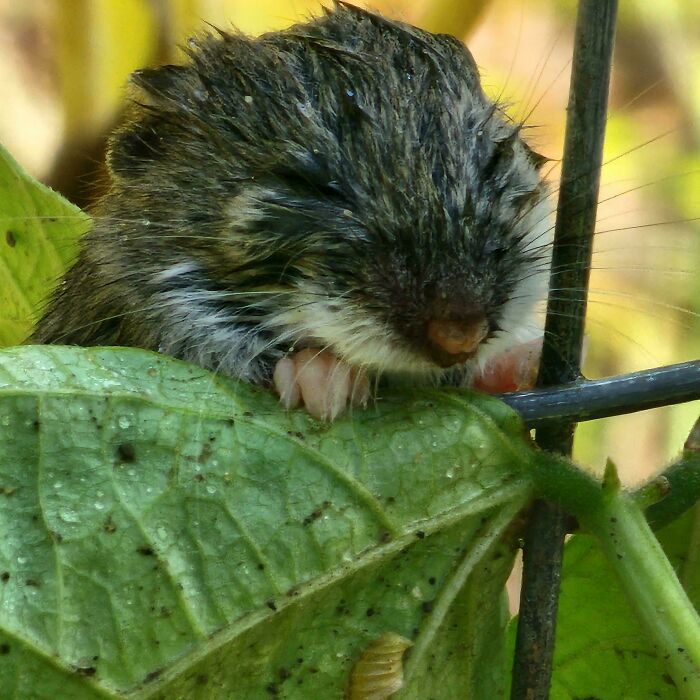 103 Horribly Unphotogenic Animals That Might Make You Laugh Way Harder Than You Should (New Pics)